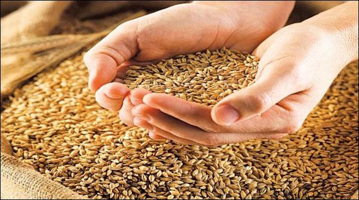 توزیع ۱۹ هزار تن سبوس بین دامداران استان بوشهر