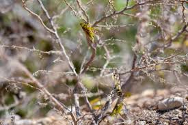 پیشبینی حمله ملخها به خوزستان در موج سوم پیشبینی حمله ملخها به خوزستان در موج سوم