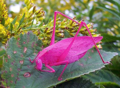 حیواناتی با رنگ‌های بی‌نظیر