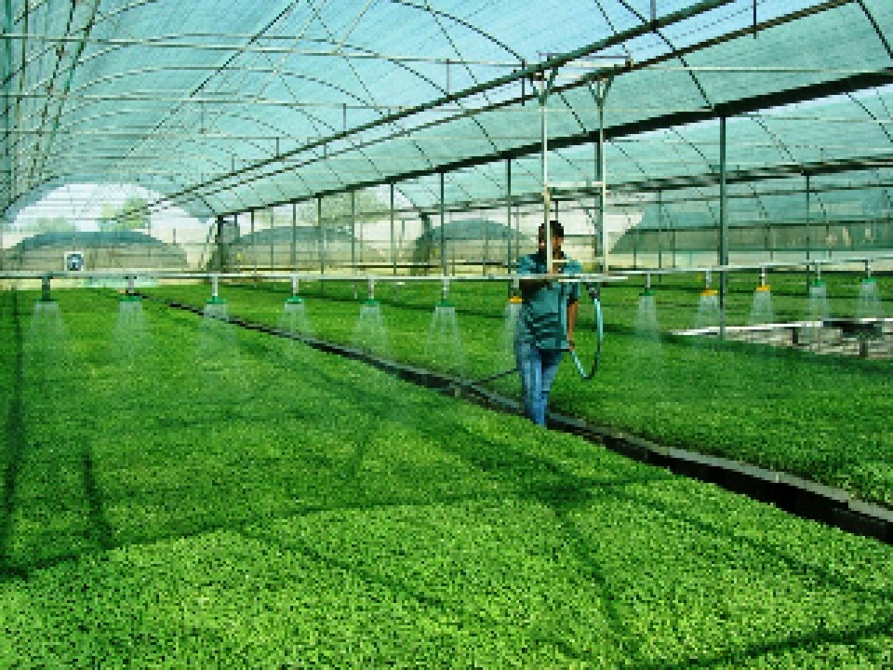 افزایش تولید نشای جالیز در تایباد