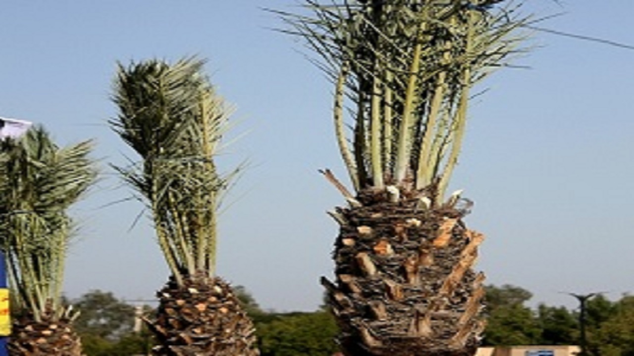 اهواز سرسبز با کاشت نخل های مثمر اهواز سرسبز با کاشت نخل های مثمر