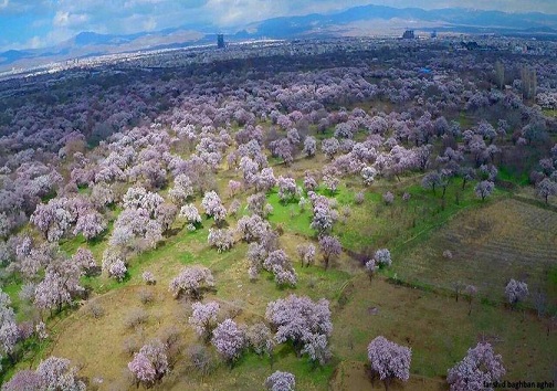 باغستان سنتی قزوین چشم به راه اکسیژن تازه