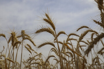 کشت غلات در ۵۲ هزار و ۷۸۵ هکتار از استان سمنان کشت غلات در ۵۲ هزار و ۷۸۵ هکتار از استان سمنان