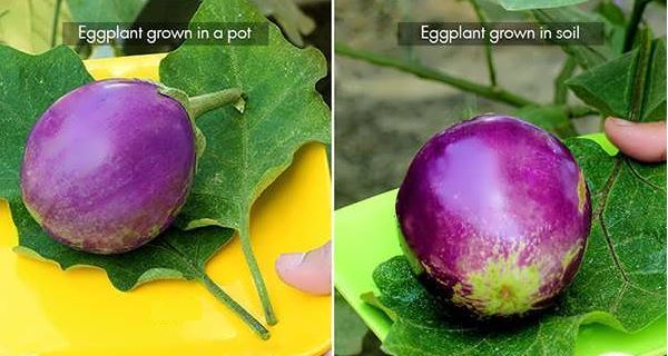 پرورش بادمجان در گلدان