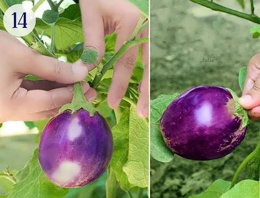 پرورش بادمجان در گلدان