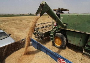 اعتبار۵۰هزار میلیارد ریالی برای خرید تضمینی گندم در خوزستان اعتبار۵۰هزار میلیارد ریالی برای خرید تضمینی گندم در خوزستان