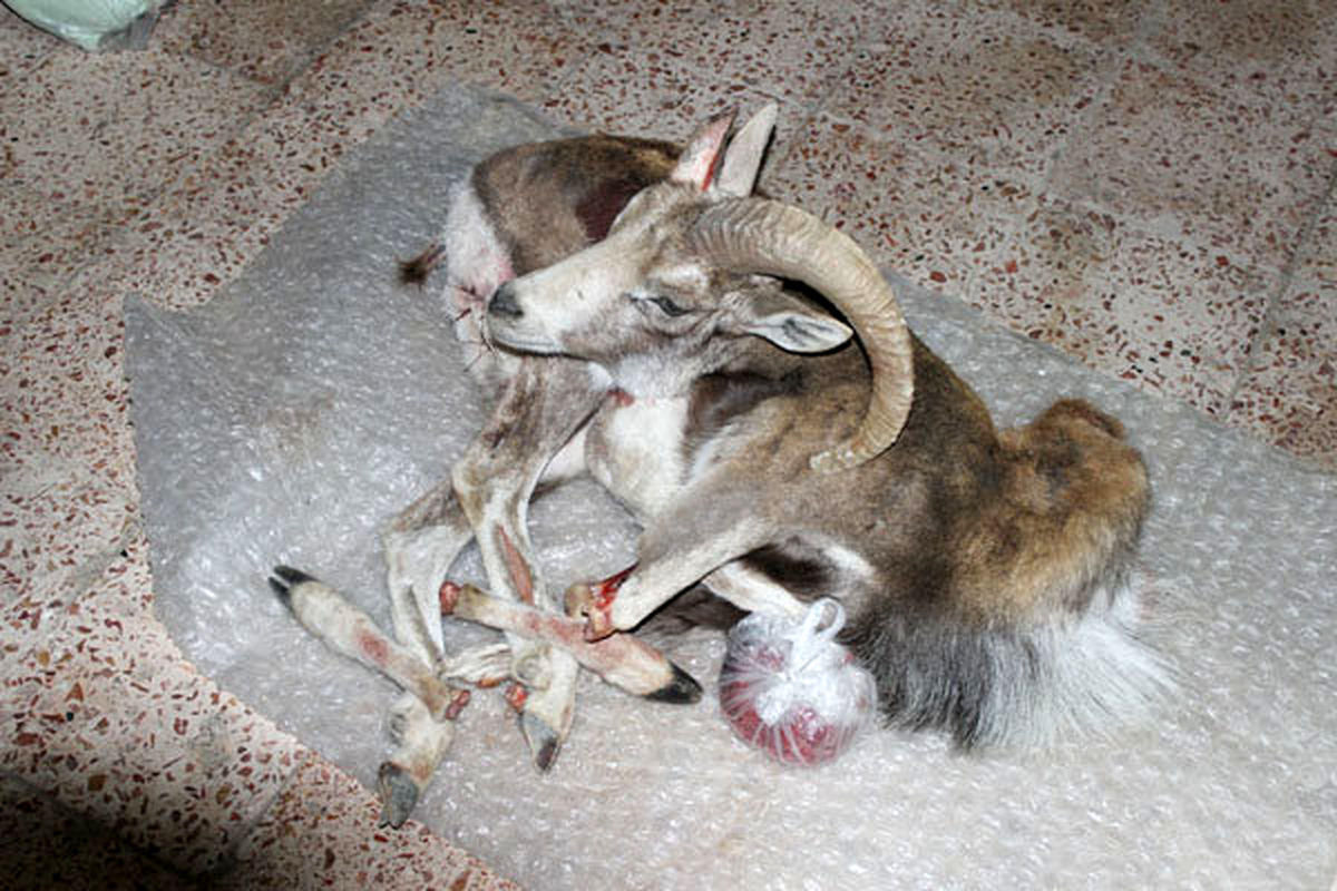 کشف و ضبط لاشه یک راس قوچ وحشی در قاینات کشف و ضبط لاشه یک راس قوچ وحشی در قاینات