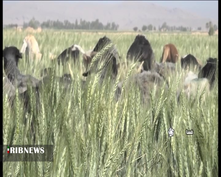 فروش مزارع گندم به دامداران در فارس