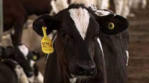 هویت گذاری ۲۵۱ هزار راس دام سبک و سنگین