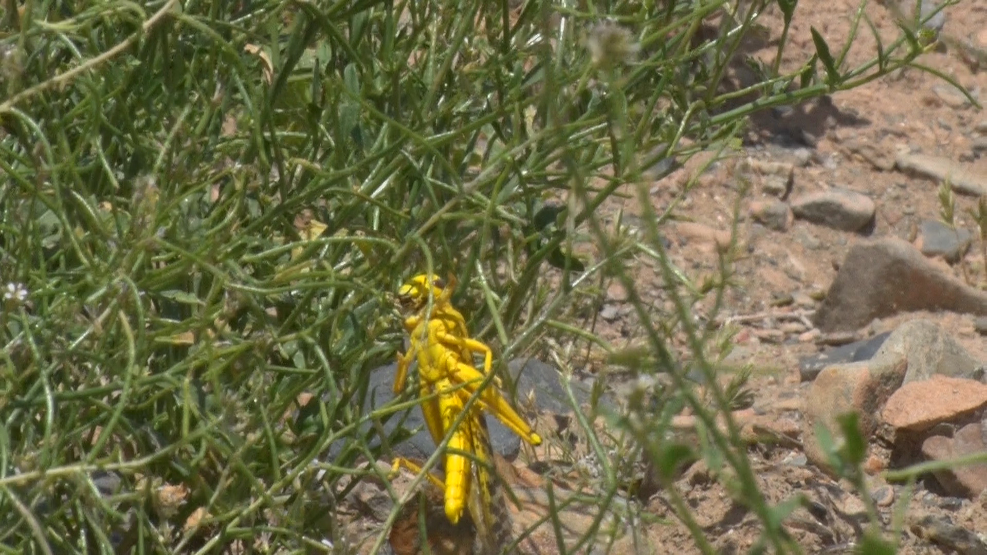 پایش ۶۰۰ هزار هکتار از اراضی کشاورزی خراسان جنوبی پایش ۶۰۰ هزار هکتار از اراضی کشاورزی خراسان جنوبی