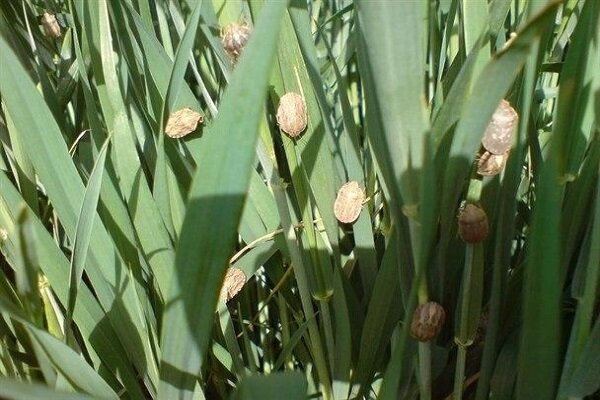 ۶۳ هکتار مبارزه با آفت سن غلات در خراسان جنوبی