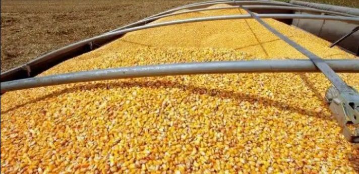 توزیع بیش از ۷ هزار تن نهاده دامی بین دامداران بخش رخ