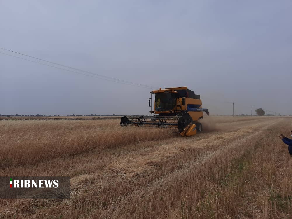 پیش بینی برداشت بیش از ۷۰ هزار تن گندم و جو در هندیجان پیش بینی برداشت بیش از ۷۰ هزار تن گندم و جو در هندیجان