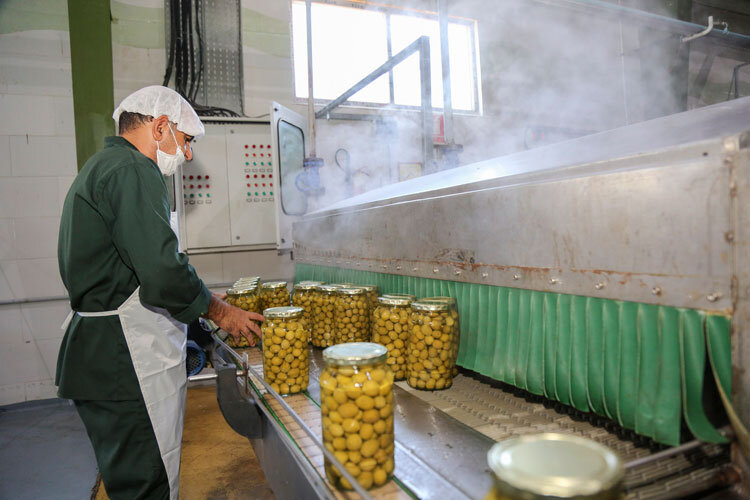 طلای سبز قزوین یکه‌تاز در کیفیت و کمیت