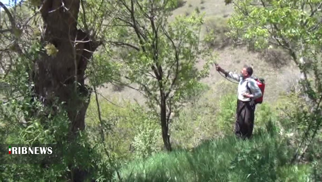 مبارزه با آفت ملخ در سروآباد مبارزه با آفت ملخ در سروآباد