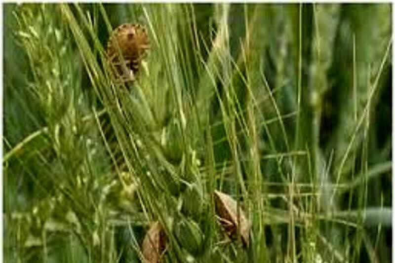 آغاز مبارزه با سن در مزارع چهارمحال و بختیاری آغاز مبارزه با سن در مزارع چهارمحال و بختیاری