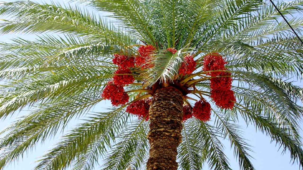 پویش نخله و لاطلقه به جنگ تیراندازیها میرود پویش نخله و لاطلقه به جنگ تیراندازیها میرود