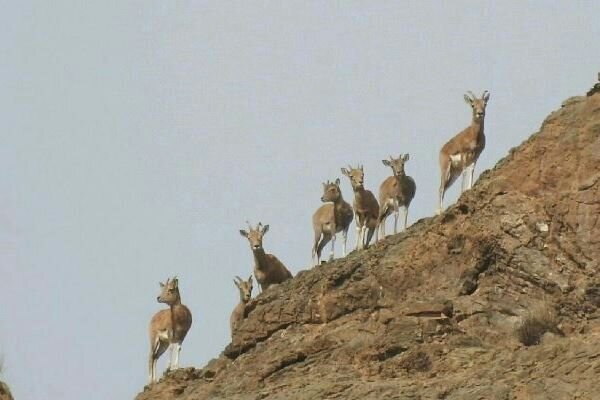 تامین علوفه آهوان منطقه شکار ممنوع نوبهار مه ولات