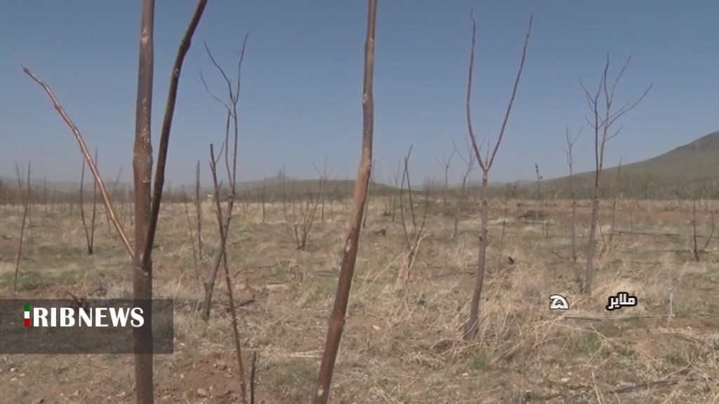 کشت ۵۰۰ نهال از ۵ نژاد درخت پائولونیا کشت ۵۰۰ نهال از ۵ نژاد درخت پائولونیا