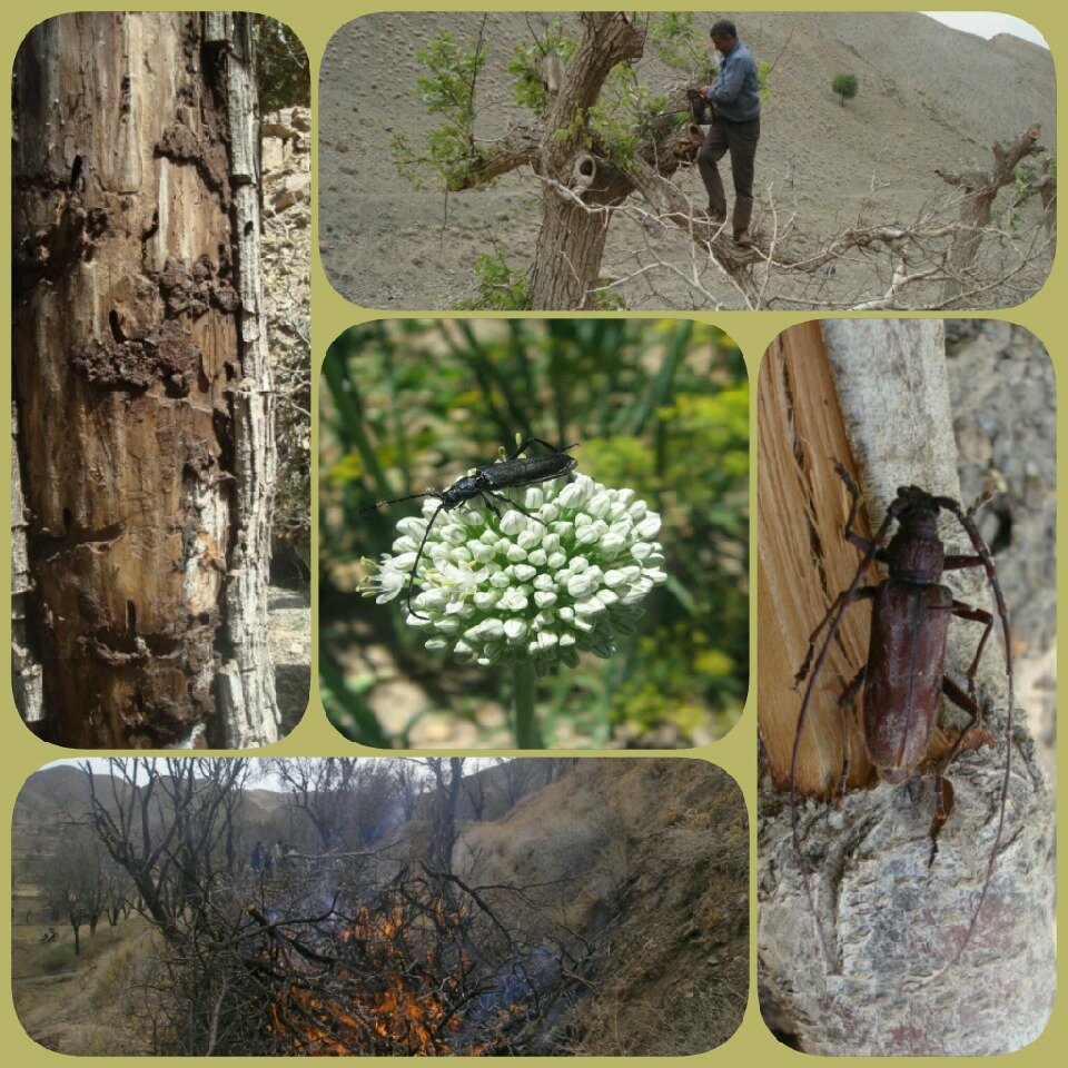 ۸۰۰ هکتارازباغات شهرستان  سربیشه درمحاصره آفت چوبخوار ۸۰۰ هکتارازباغات شهرستان  سربیشه درمحاصره آفت چوبخوار