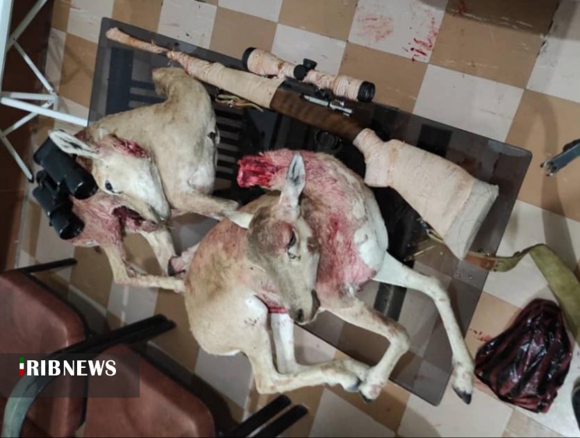 محکوم شدن شکارچیان غیرمجاز میش وحشی در شوشتر محکوم شدن شکارچیان غیرمجاز میش وحشی در شوشتر