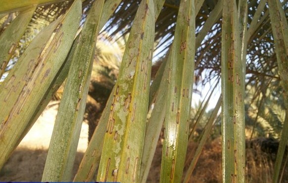 بروز آفت زنجرک خرما در نخیلات استان بوشهر بروز آفت زنجرک خرما در نخیلات استان بوشهر