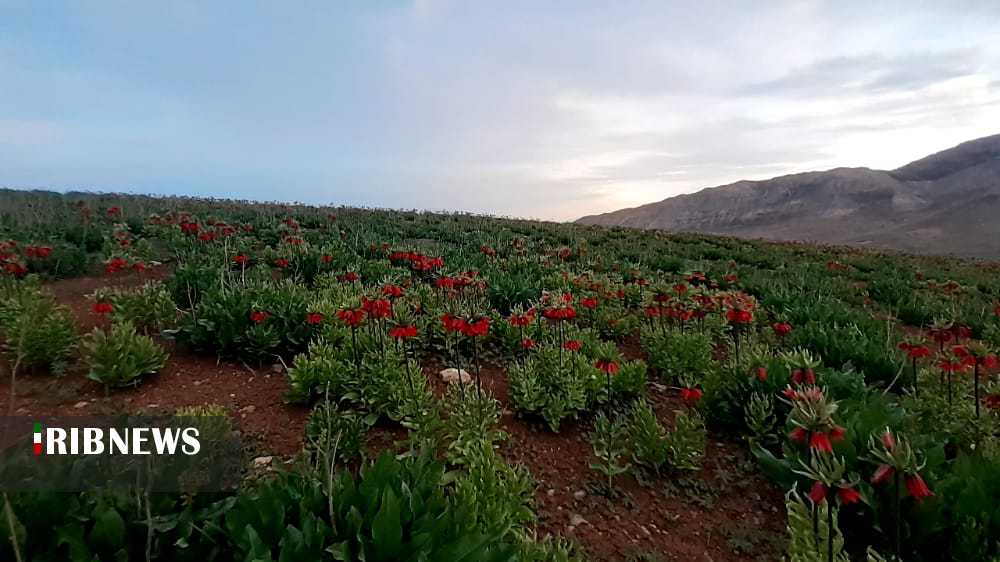 بخت واژگون اشک مریم بخت واژگون اشک مریم