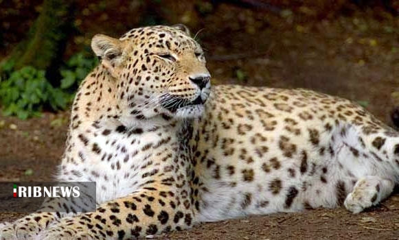 پلنگ ایرانی؛ آمیزه ای منحصر بفرد از وقار و قدرت