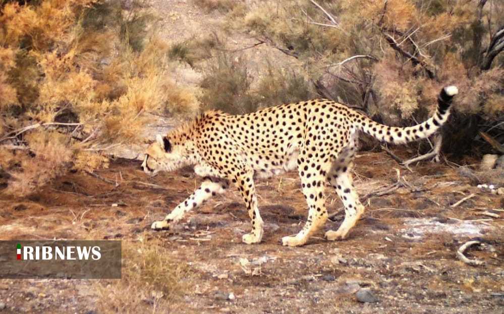 پلنگ ایرانی؛ آمیزه ای منحصر بفرد از وقار و قدرت