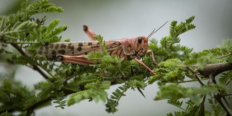 ملخهای صحرایی به هندیجان رسیدند ملخهای صحرایی به هندیجان رسیدند