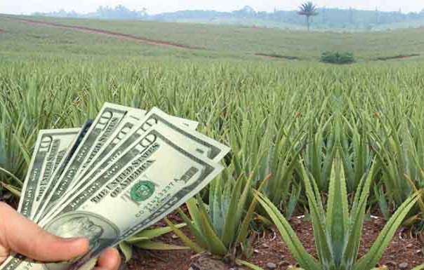 خداحافظی با رنج&zwnj;های بدون گنج