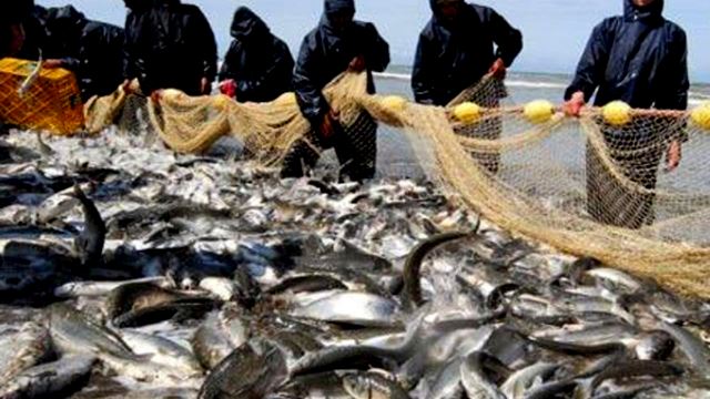 هزار و ۳۳۰ تن ماهی استخوانی سهم تور صیادان گیلانی