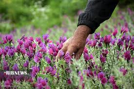  خواص دارویی گل‌گاوزبان / چهارشنبه یازدهم فروردین