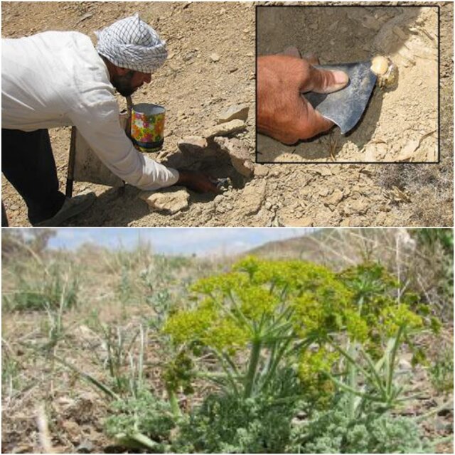 مراتع استان یزد بستر خوبی برای کشت آنغوزه است