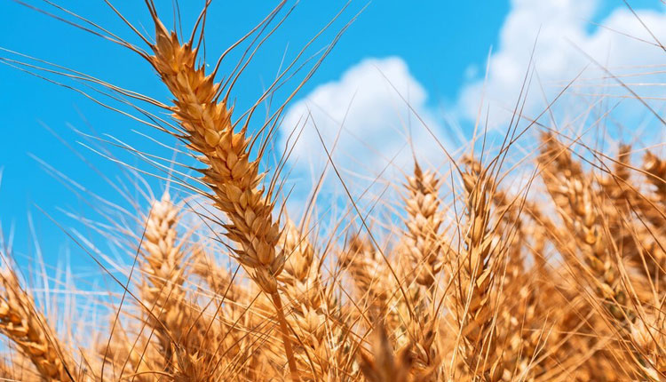 اثرات گرما بر میزان تولید دانه گندم اثرات گرما بر میزان تولید دانه گندم