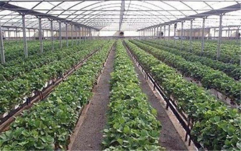 بررسی نحوه اجرای مراکز کنترل کیفیت مجتمعهای گلخانهای یزد بررسی نحوه اجرای مراکز کنترل کیفیت مجتمعهای گلخانهای یزد