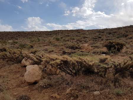 خشکیدگی ۳۰۰ هکتار از گون‌زار‌های چهارمحال و بختیاری