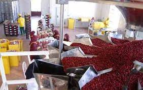 فرآوری ۴۴۶۰ تن زرشک در خراسان جنوبی