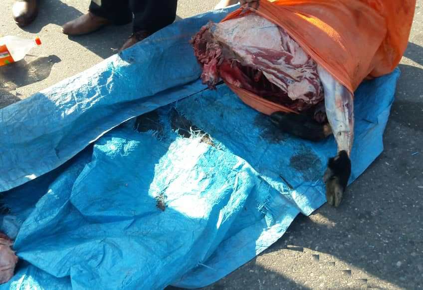 کشف گوشت حیوان حرام گوشت گراز در رودسر