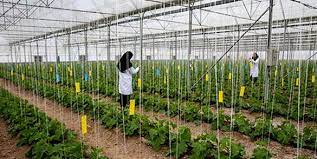 پرداخت ۹۳ درصد اعتبارات اشتغال پایدار روستایی در استان