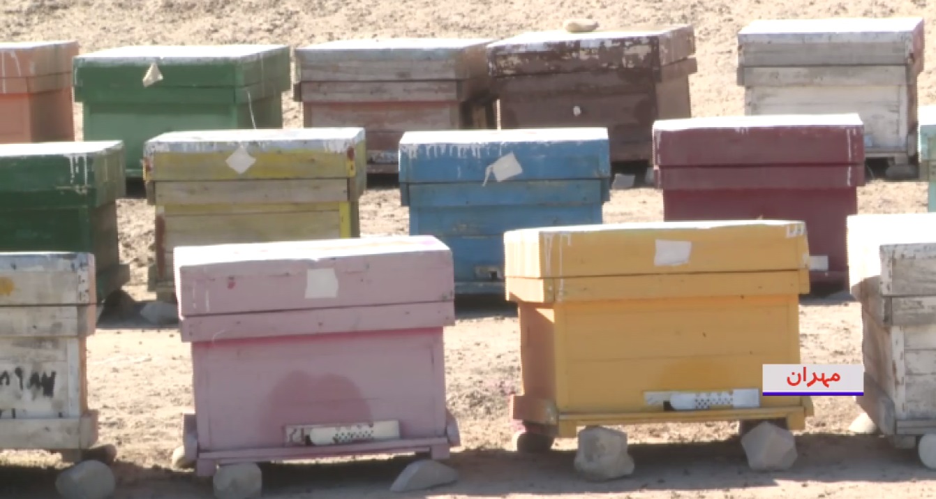 برداشت بیش از هفتاد تن عسل در مهران