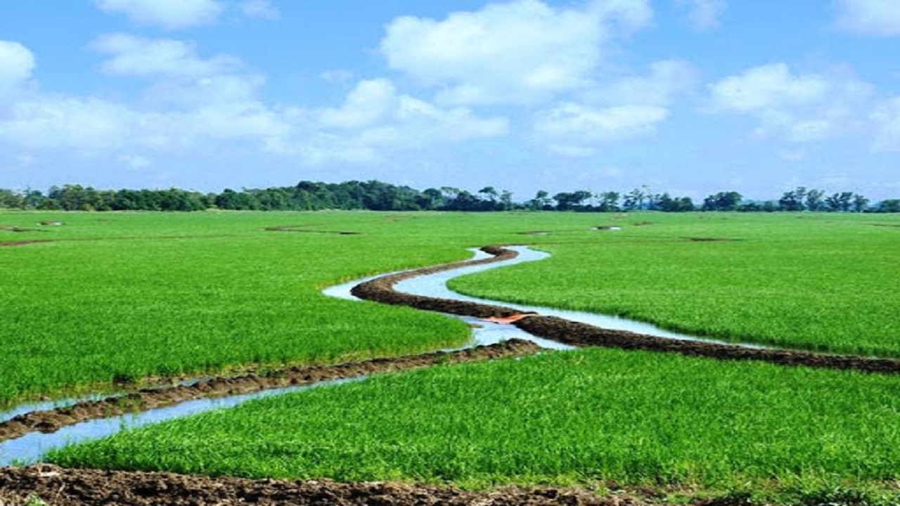 آغاز انعقاد قرارداد کشت زمستانه در حوزه زهره و جراحی آغاز انعقاد قرارداد کشت زمستانه در حوزه زهره و جراحی