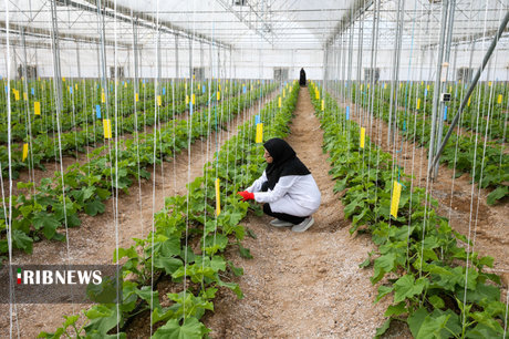 توصیه کارشناسان برای در امان ماندن گلخانه‌ها از آفات