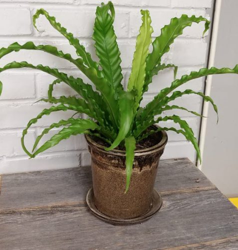 گیاهان آپارتمانی با برگهای منحصر به فرد