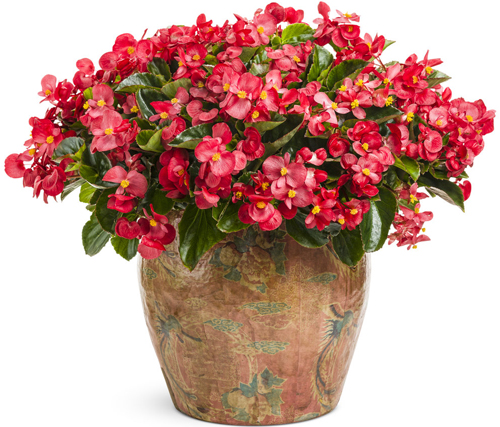 گل‌های مقاوم به سرما برای زیبایی بالکن