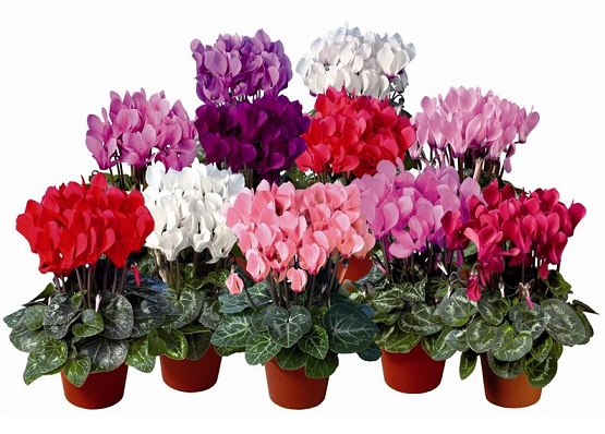 گل‌های مقاوم به سرما برای زیبایی بالکن