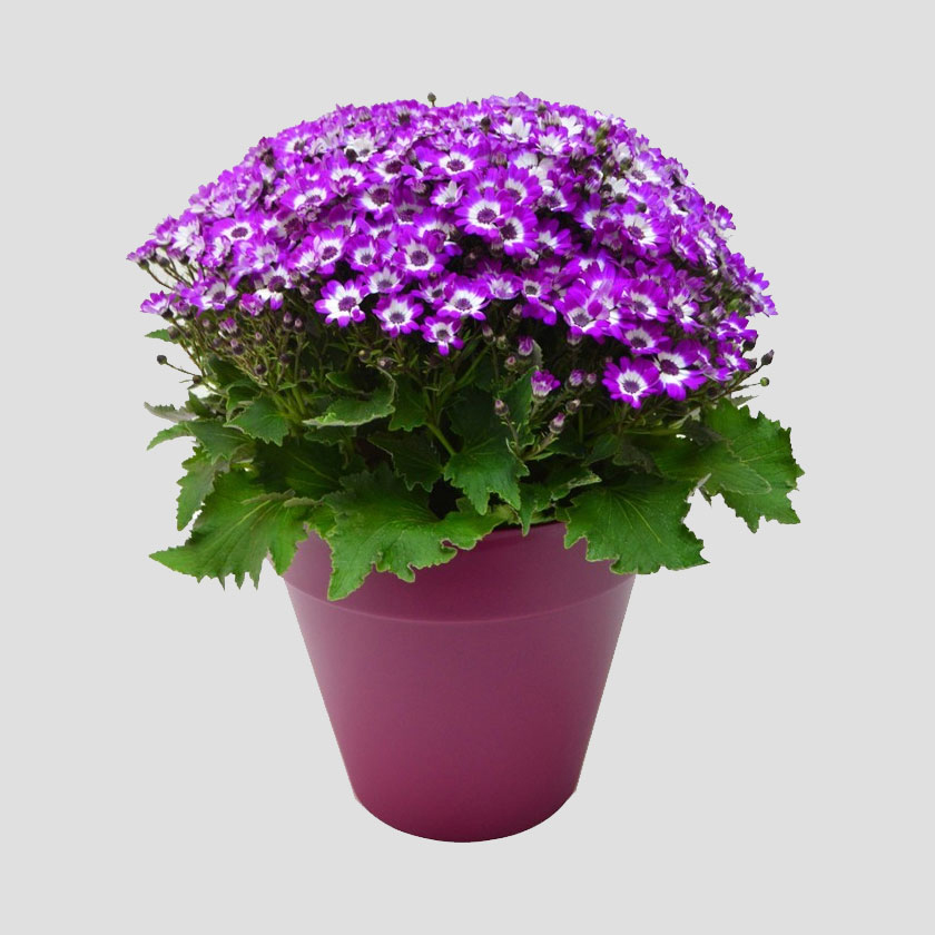 گل‌های مقاوم به سرما برای زیبایی بالکن