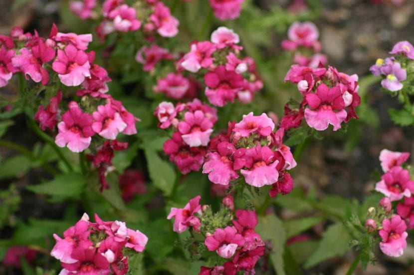گل‌های مقاوم به سرما برای زیبایی بالکن