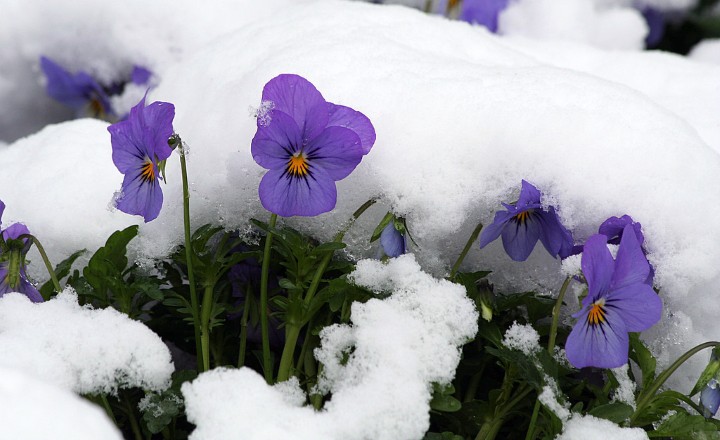 گل‌های مقاوم به سرما برای زیبایی بالکن