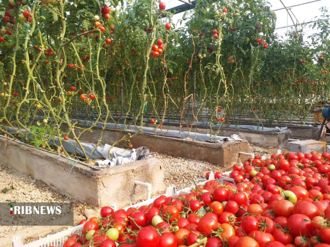 سموم محصولات کشاورزی علیه سلامت جسمی و روان مردم